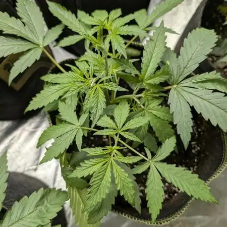 FumePop Auto x3