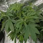 Creamzilla Auto x3