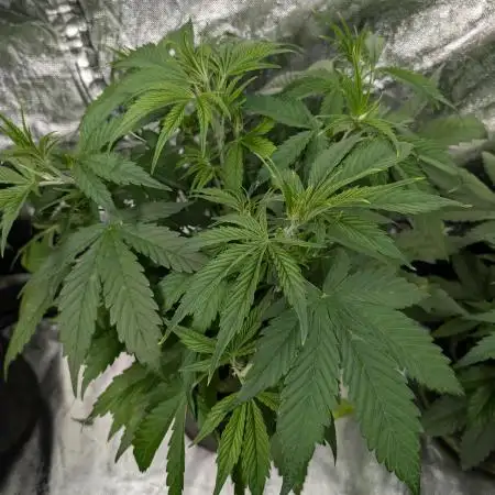 Creamzilla Auto x3