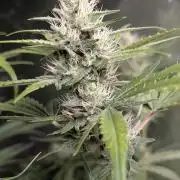 Guava X Gelato 41 x3