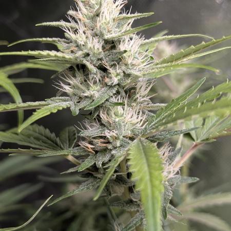 Guava X Gelato 41 x3