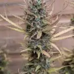 Candy Bubatz XL x3