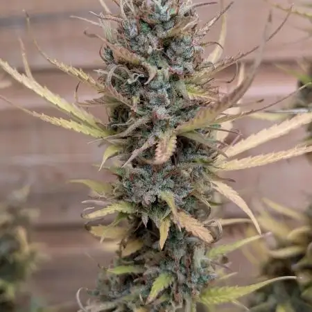 Candy Bubatz XL x3