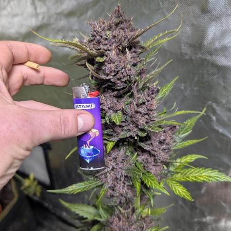 Purple Opium Auto x5