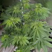 Gr-APE x5