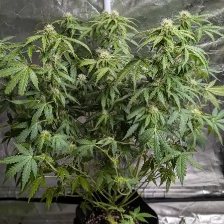 Zkittlez Auto x6