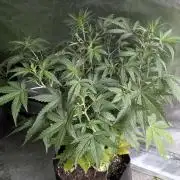Sweet Mango Auto x4