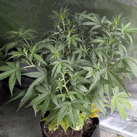 Sweet Mango Auto x4