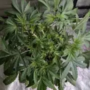 Bay Haze x5