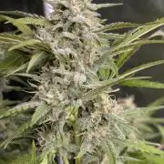 Frosted Guava Auto x3