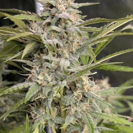 Frosted Guava Auto x3