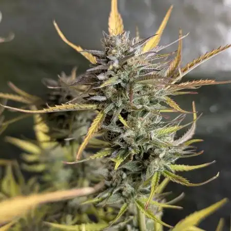 Creamzilla Auto x3