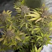 Purple Dream Auto x3
