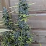 Godzilla Cookies Auto x3