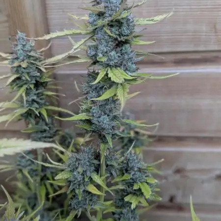 Godzilla Cookies Auto x3