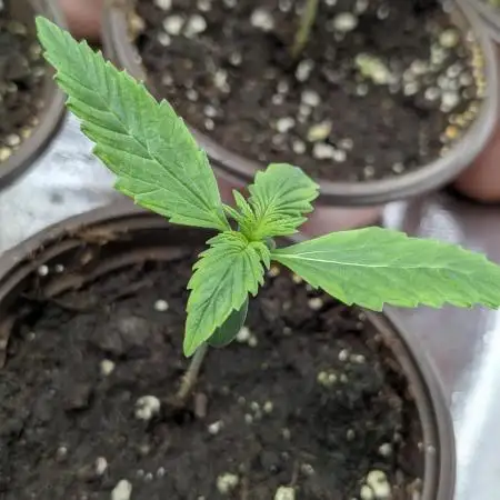 Twilight Zlush Auto x3