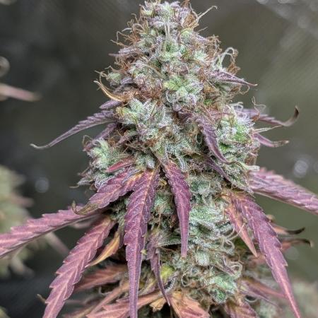 Gelato Auto x3