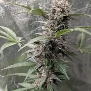 Purple Opium Auto x5