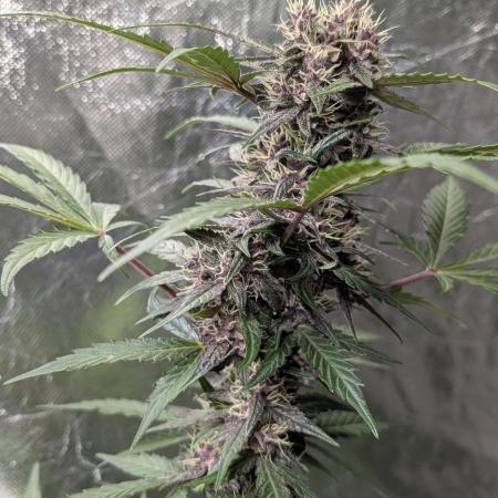 Purple Opium Auto x5