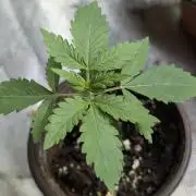 Guava X Gelato 41