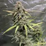 Banana Blaze Auto x3