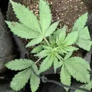 Purple Opium Auto x5