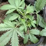 Guava X Gelato 41