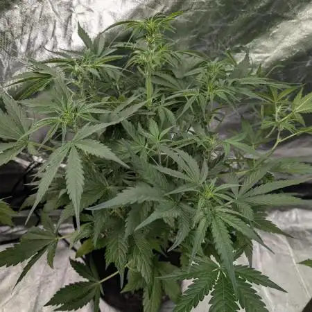 Creamzilla Auto x4