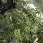 FumePop Auto x3