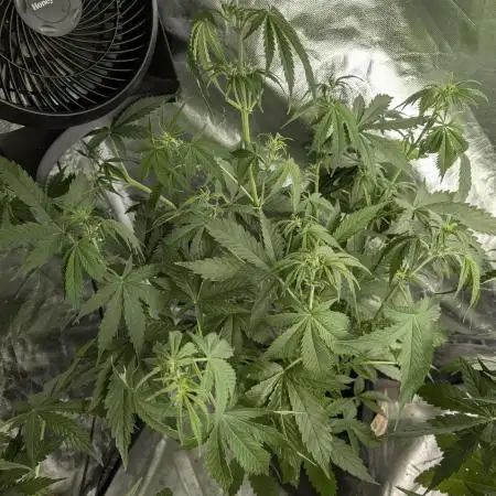 FumePop Auto x3