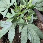 Frosted Guava Auto x3