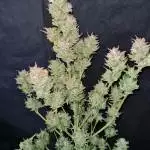 Purple Punch Auto 