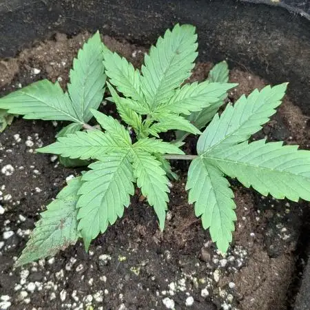 Creamzilla Auto x3
