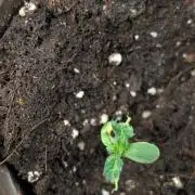 Unknown Kush x3