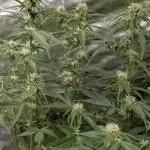 FumePop Auto x3