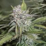 Twilight Zlush Auto x3