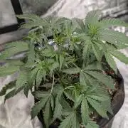 Frosted Guava Auto x3