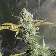 Guava X Gelato 41 x4