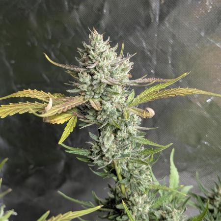 Guava X Gelato 41 x4