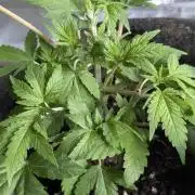 Golosa 50L.