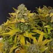 Strawberry Pie Auto x3