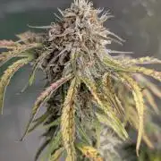 Cotton Berry Rush Auto x4