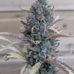 Candy Auto x3