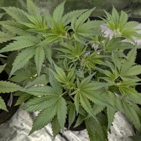 Creamzilla Auto x4
