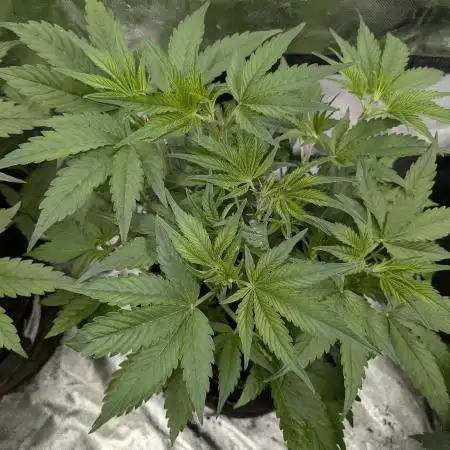 Creamzilla Auto x4