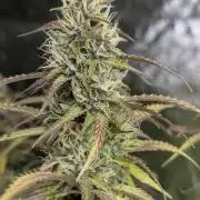 Sweet Mango Auto x4