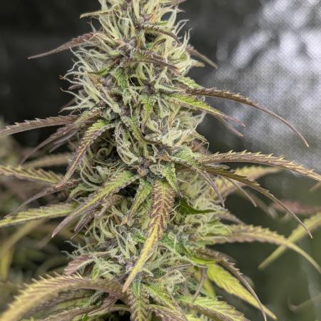 Sweet Mango Auto x4