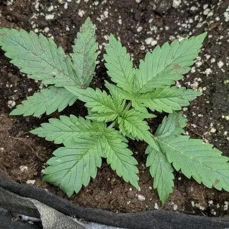 Twilight Zlush Auto x4