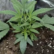 Frosted Guava Auto x3