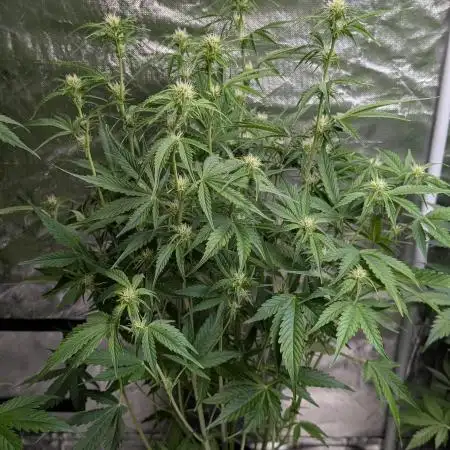 Creamzilla Auto x3